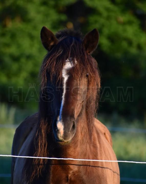 Profilbild