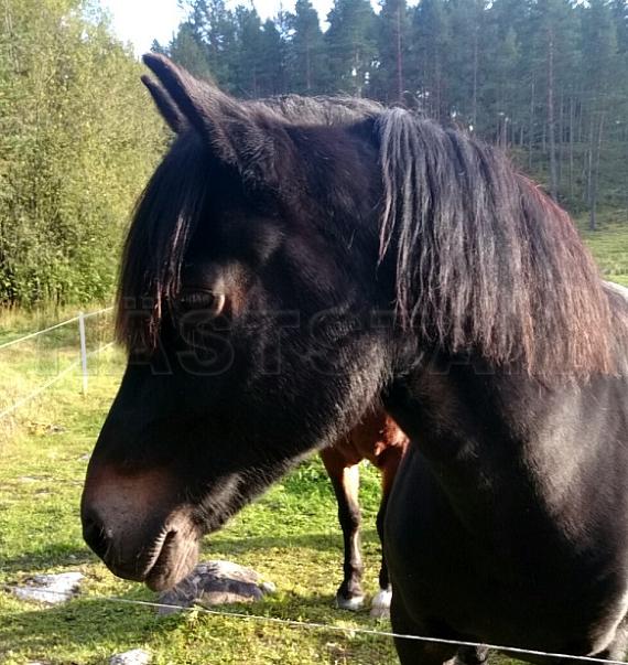 Profilbild