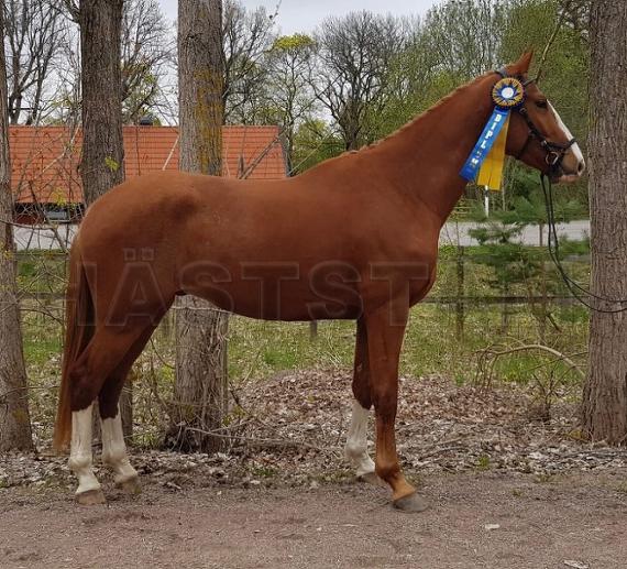 Profilbild