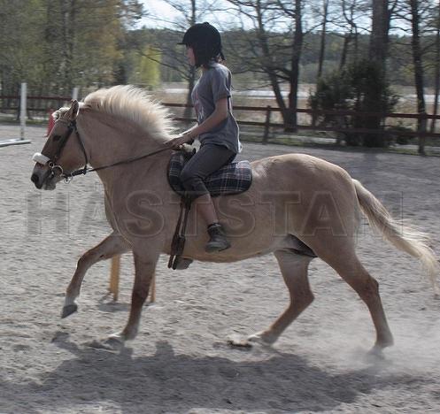 Profilbild