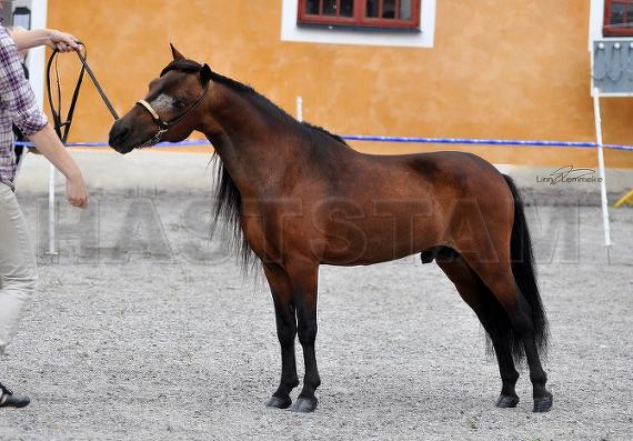 Profilbild