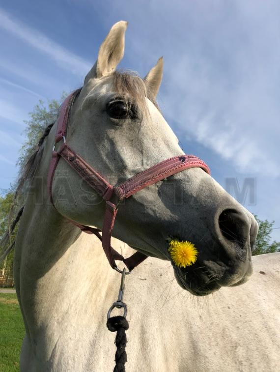 Profilbild
