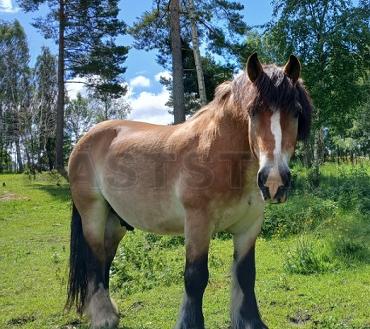Profilbild
