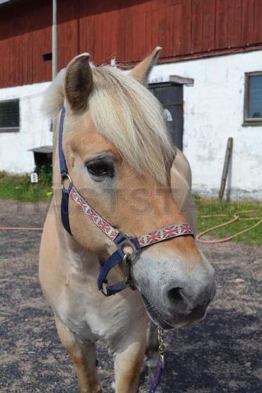 Profilbild