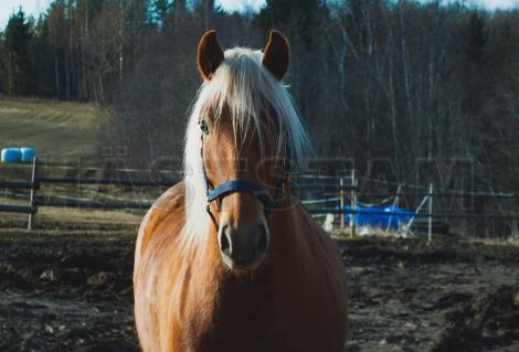 Profilbild