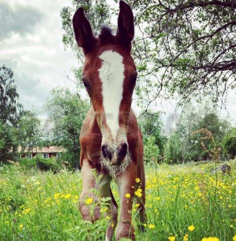 Profilbild