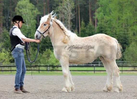 Profilbild