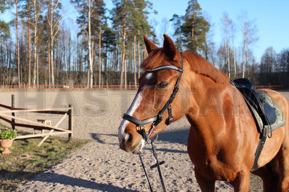Profilbild
