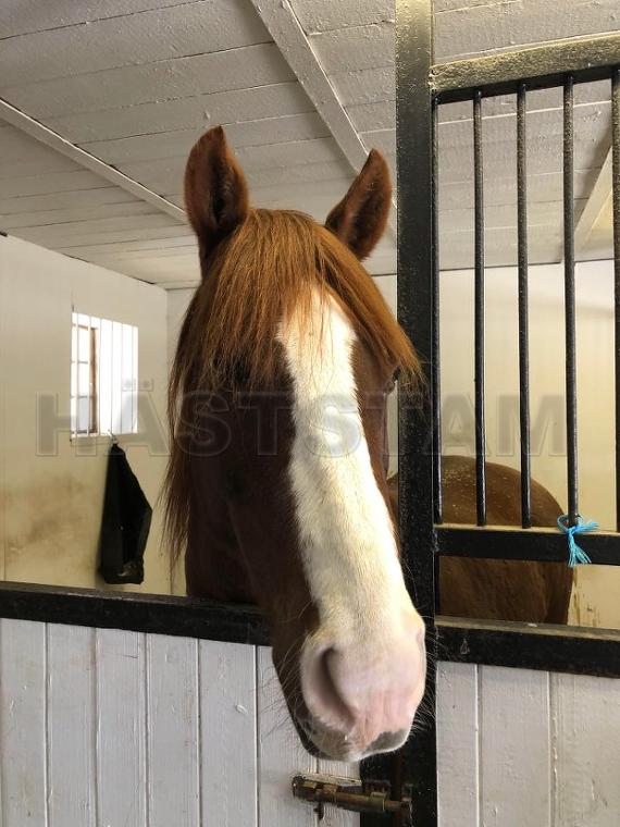 Profilbild