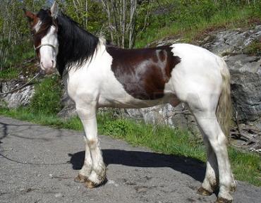 Profilbild