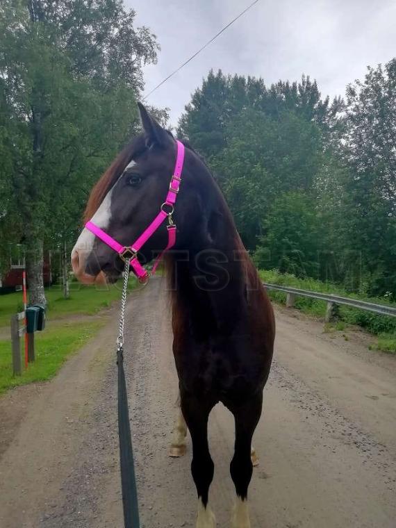 Profilbild