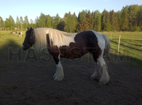 Profilbild