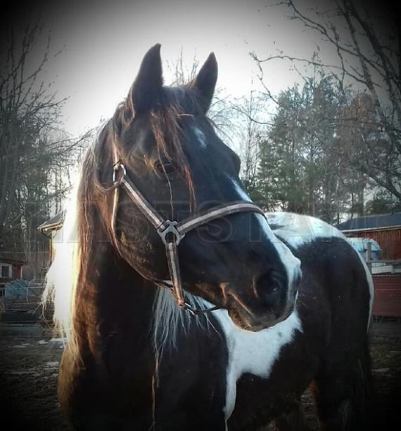 Profilbild