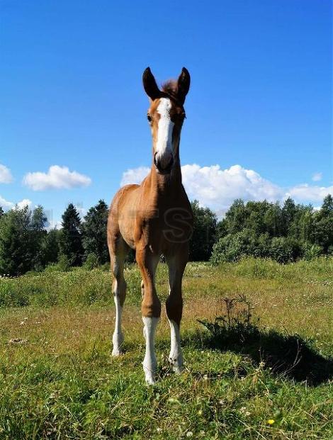 Profilbild