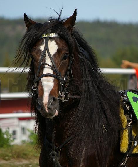 Profilbild