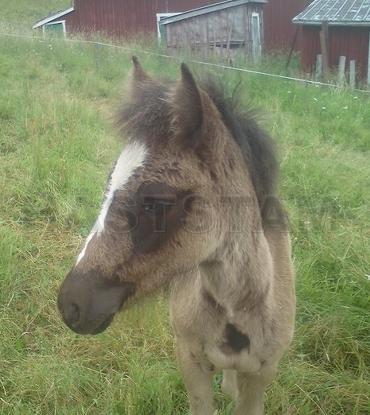 Profilbild