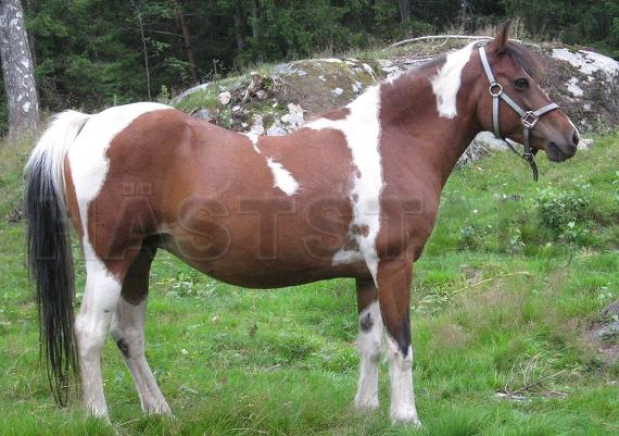 Profilbild