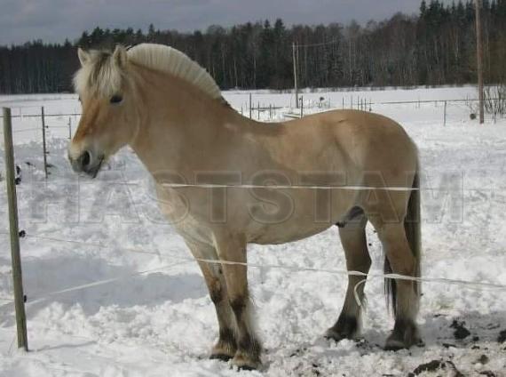 Profilbild