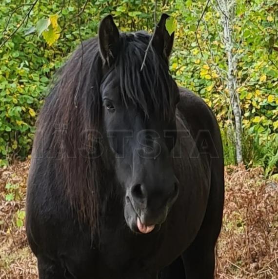 Profilbild
