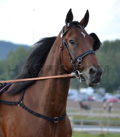 Profilbild