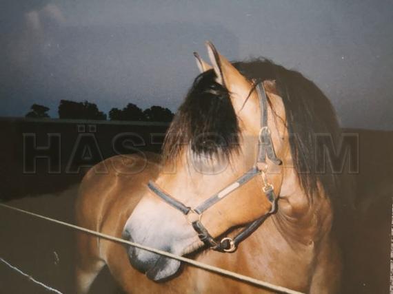 Profilbild
