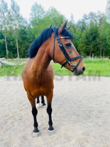Profilbild