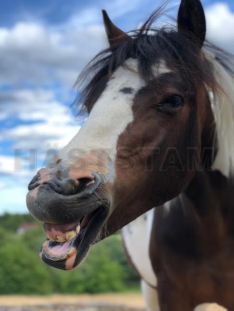 Profilbild