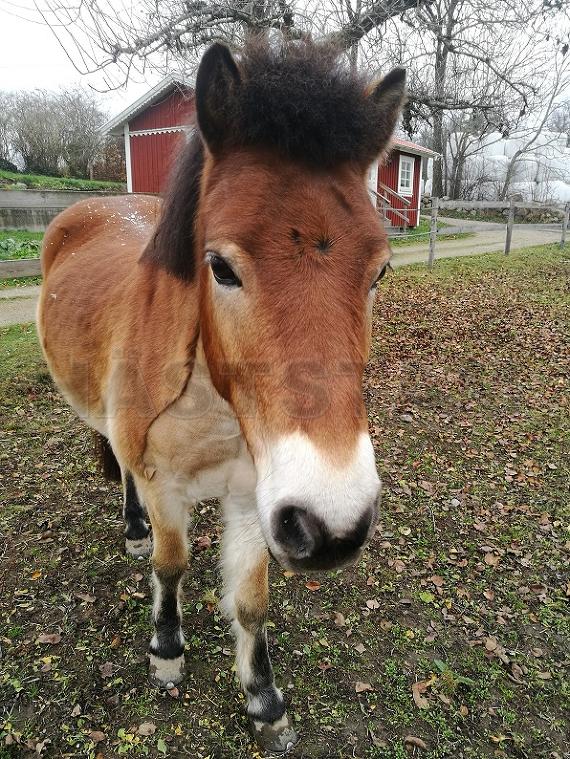 Profilbild
