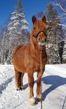 Profilbild