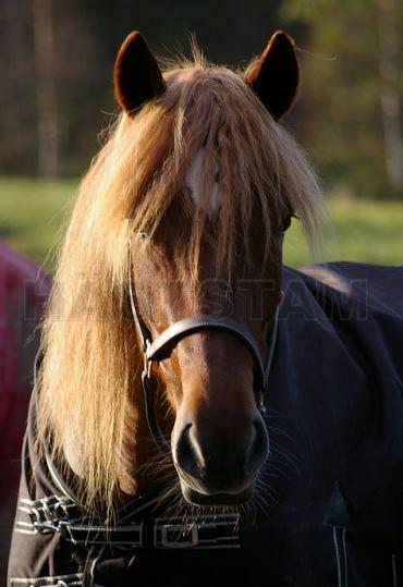 Profilbild