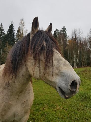 Profilbild