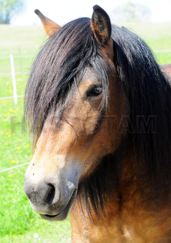 Profilbild