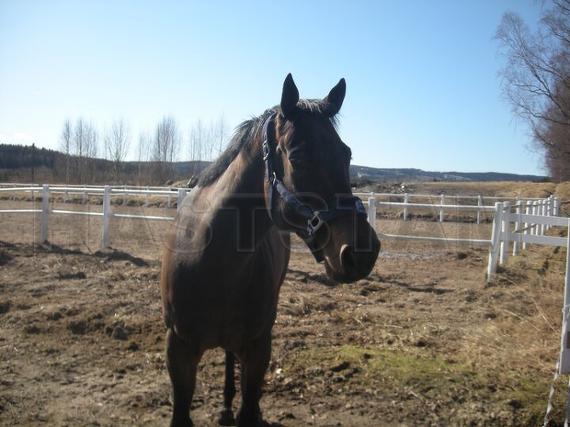 Profilbild
