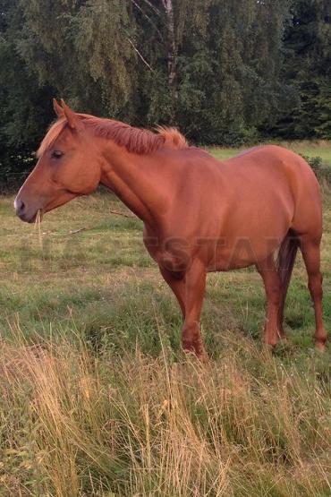 Profilbild