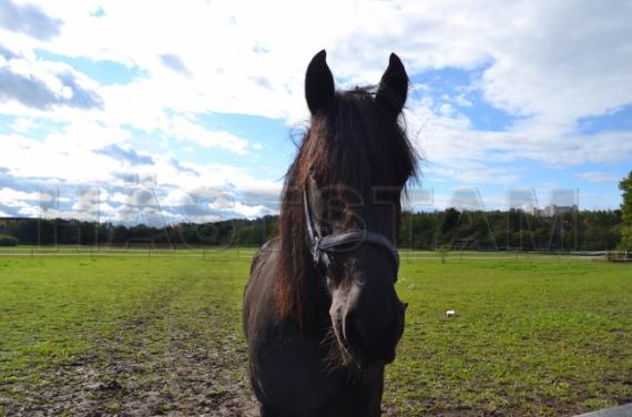 Profilbild