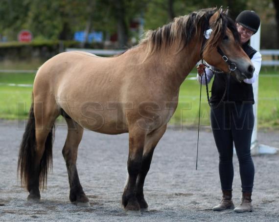 Profilbild