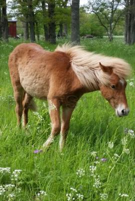 Profilbild