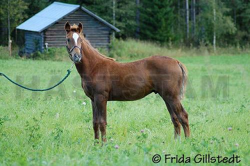 Profilbild