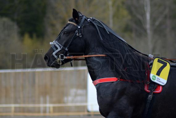 Profilbild