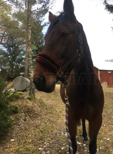 Profilbild