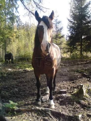 Profilbild