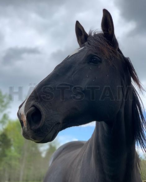 Profilbild