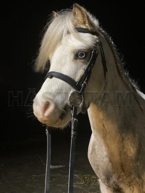 Profilbild