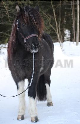 Profilbild