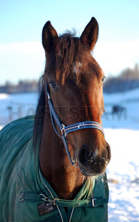 Profilbild
