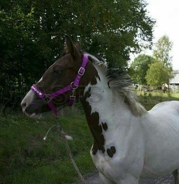 Profilbild