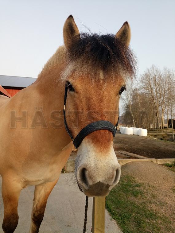 Profilbild