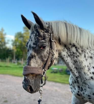 Profilbild