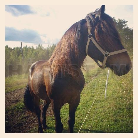 Profilbild