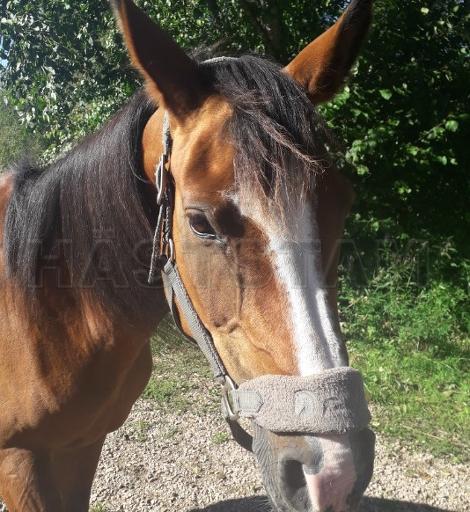 Profilbild